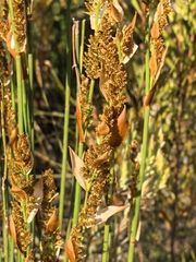 Elegia equisetacea, photograph author not stated, no rights reserved