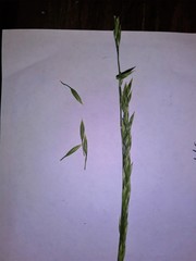 Poaceae