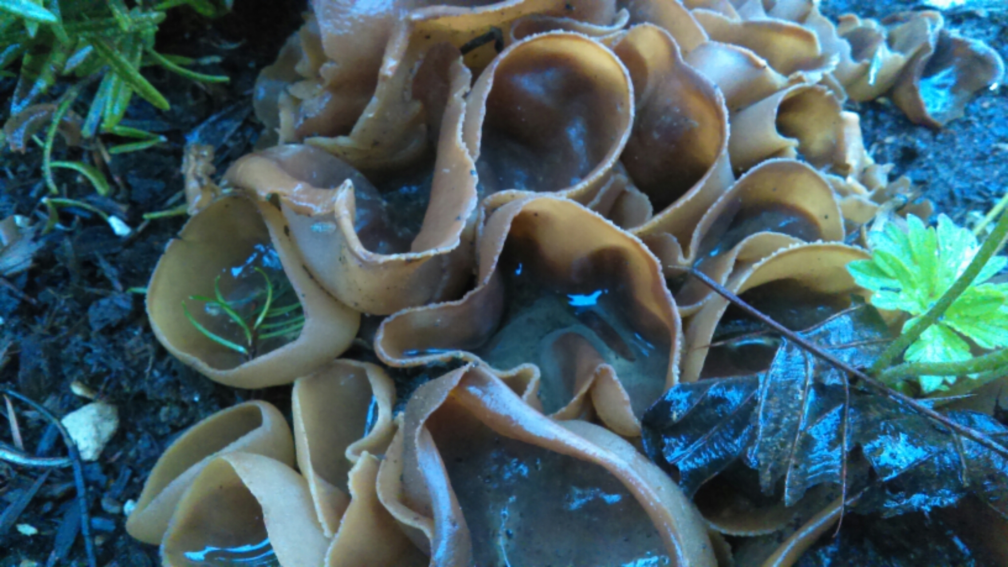 Peziza vesiculosa image