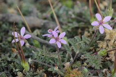 Erodium cicutarium