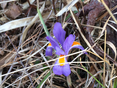 Iris verna