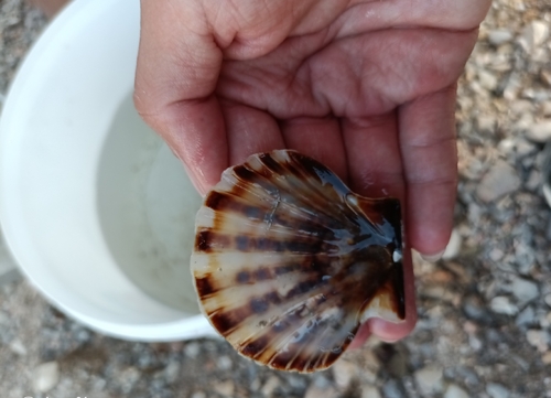 Smooth Scallop