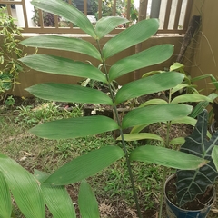 Zamia