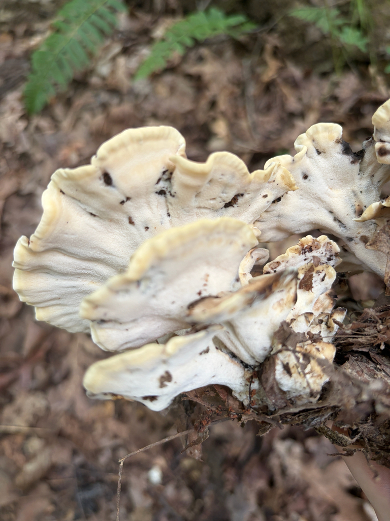 Black-staining Polypore