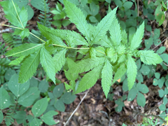 Gillenia stipulata