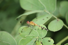 Erythrodiplax umbrata