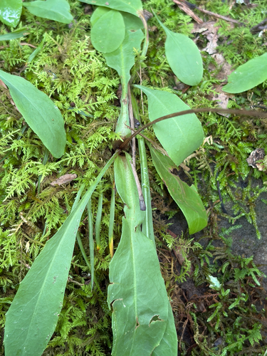 Krigia biflora