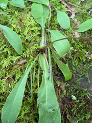 Krigia biflora