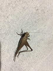 Eneoptera surinamensis