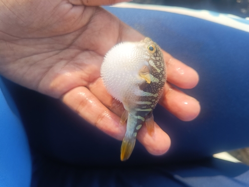 Oblong Blowfish