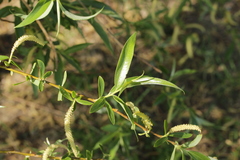 Salix