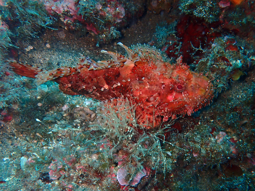 Red Scorpionfish
