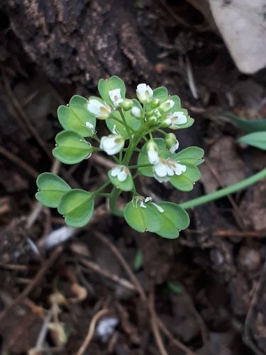 Perfoliate Penny-cress