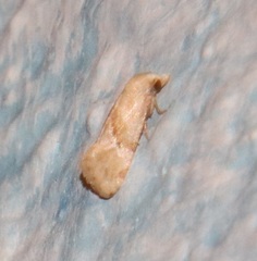 Cochylis