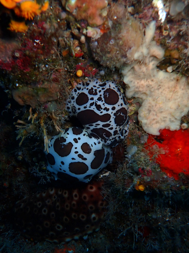 Leopard Sea Slug