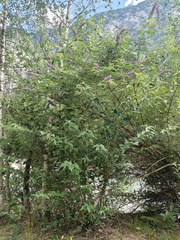 no rights reserved Butterfly bush