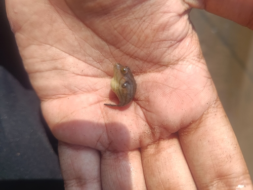 Narrowlined Puffer