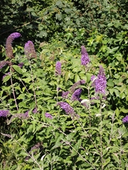 no rights reserved Butterfly bush