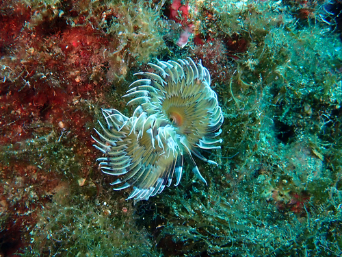 Bispira mariae