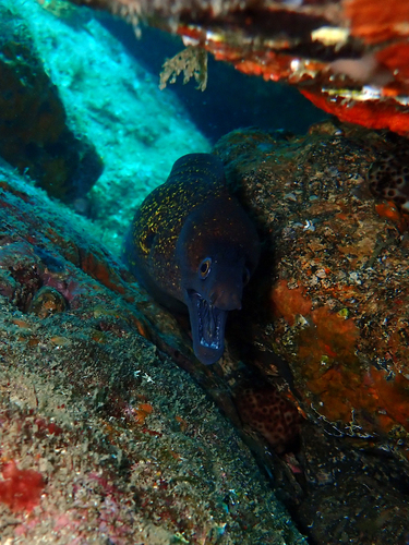 Mediterranean Moray