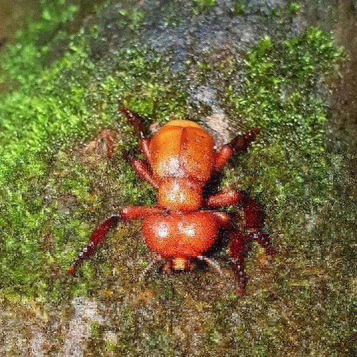 Meloidos en una planta
