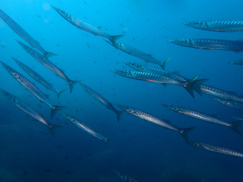 Yellowmouth Barracuda