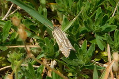 Thisanotia chrysonuchella