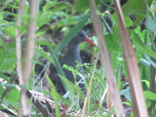 iNaturalist image