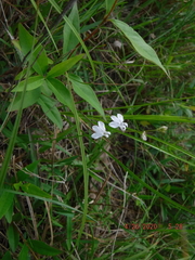 Lobelia spicata