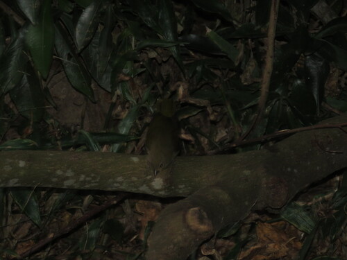 Green-backed Twinspot