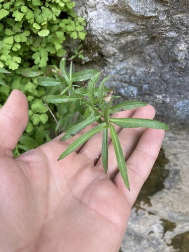 Palmerella debilis