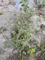 Erythranthe floribunda, photograph (c) Adam J. Searcy, some rights reserved (CC BY)
