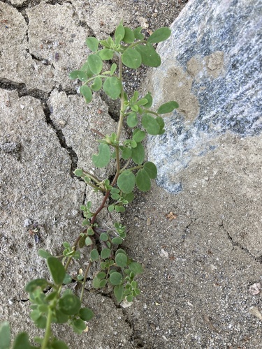 Acmispon maritimus