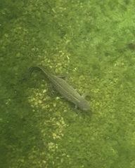 Triturus ivanbureschi