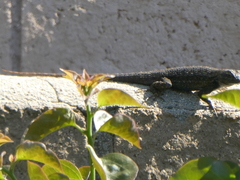 Sceloporus occidentalis