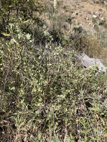 Malacothamnus marrubioides