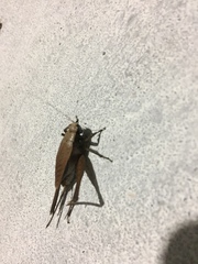 Eneoptera surinamensis