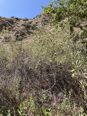 Malacothamnus marrubioides, photograph (c) Adam J. Searcy, some rights reserved (CC BY)