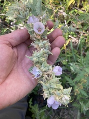 Malacothamnus marrubioides, photograph (c) Adam J. Searcy, some rights reserved (CC BY)