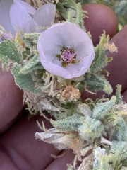 Malacothamnus marrubioides, photograph (c) Adam J. Searcy, some rights reserved (CC BY)