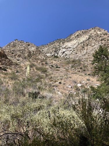 Malacothamnus marrubioides, photograph 5