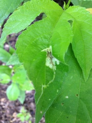 Calycomyza platyptera