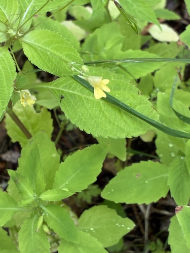 small balsam