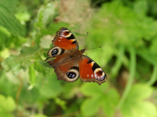 European Peacock Butterfly