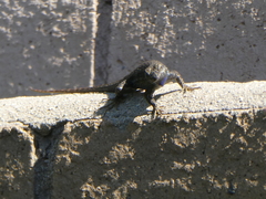 Sceloporus occidentalis