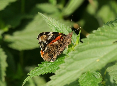 Red Admiral