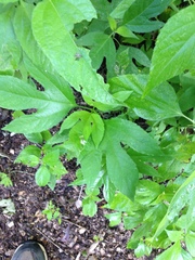 Calycomyza platyptera
