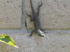 Sceloporus occidentalis