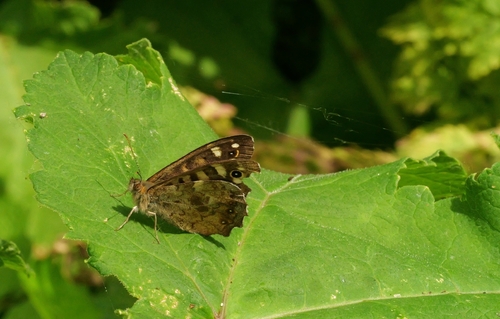 Speckled Wood