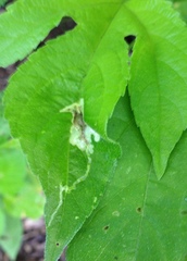 Calycomyza platyptera